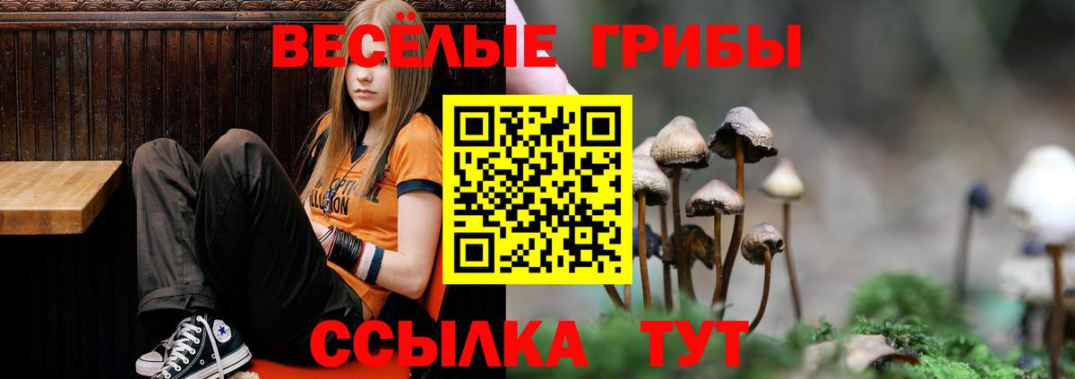 Псилоцибиновые грибы Psilocybe Чапаевск